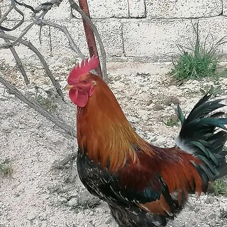 Kapadokya Hatice Ana Tatil Evi Villa